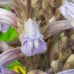 Orobanche purpurea Flower