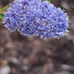 Ceanothus thyrsiflorusFloare