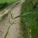 Lathyrus angulatus Leaf