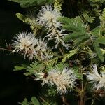 Mimosa platycarpa Агульны выгляд