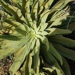 Verbascum thapsusBlad