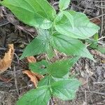 Nyctanthes arbor-tristis Feuille