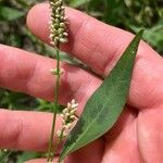 Polygonum lapathifolium Fruto