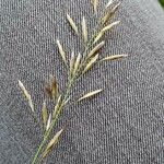 Avenula pubescens Fula