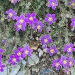 Spergularia purpurea Blüte