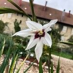 Gladiolus callianthus Blomma