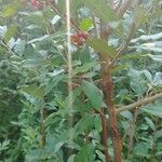 Elaeagnus umbellata Fruit