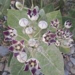 Calotropis proceraΛουλούδι