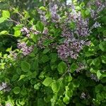 Syringa pubescens Flower