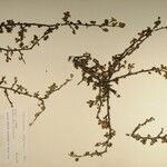 Cotoneaster adpressus Ďalší