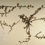 Cotoneaster adpressus Прочее