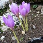 Colchicum speciosum 花