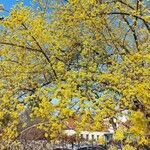 Cornus mas Habitatea