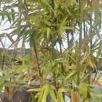 Phyllostachys aurea Hoja