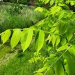 Juglans cinerea Blad