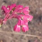 Euphorbia magnifica Květ