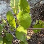 Cornus drummondii Blatt