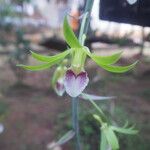 Eulophia euglossa Flower