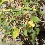 Sideritis infernalis Yeri
