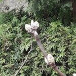 Prunus dulcis Žiedas