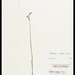 Habenaria setacea Otro