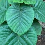 Clerodendrum japonicum Folio