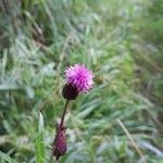 Cirsium heterophyllumKvět