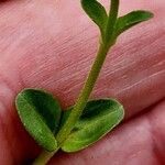 Veronica serpyllifolia Corteza