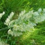 Poa arachnifera Hábito