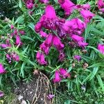 Penstemon gentianoides फूल