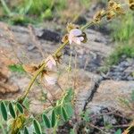 Tephrosia polyphylla Цветок