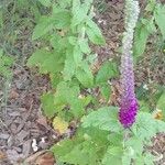 Teucrium hircanicum Habit