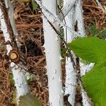 Rubus biflorus Casca
