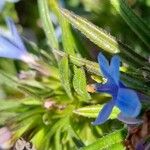 Lithodora zahnii Hoja