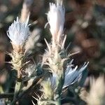 Centaurea diffusa Flor