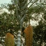 Oenocarpus distichus Virág