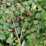 Symphoricarpos orbiculatusList