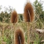 Dipsacus fullonumКветка