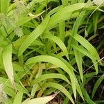 Chasmanthium latifolium Blatt