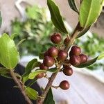 Rhamnus alaternus Fruit