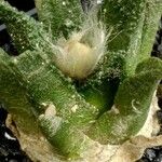 Ariocarpus bravoanus Hoja