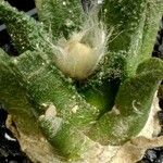 Ariocarpus bravoanus 叶