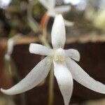 Aerangis calantha Цветок