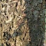 Prunus persica Bark