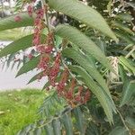 Phyllanthus salviifolius Fruit
