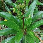 Lobelia stricta Yaprak
