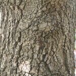 Quercus canariensis Bark