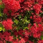 Ixora coccinea പുഷ്പം