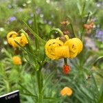 Lilium pyrenaicum Floare