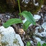 Crepis pyrenaica Leaf